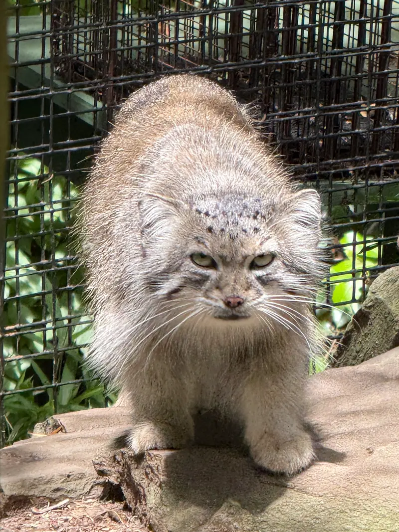 A photograph of Ceba in Smithsonian's National Zoo