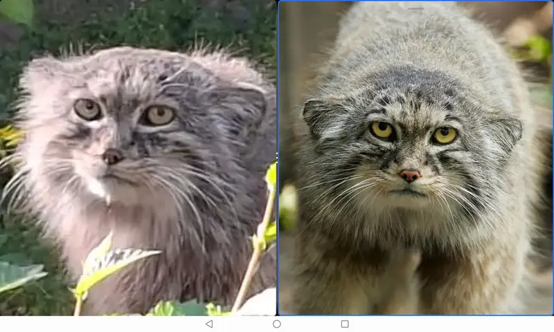 A photograph of a Pallas's cat