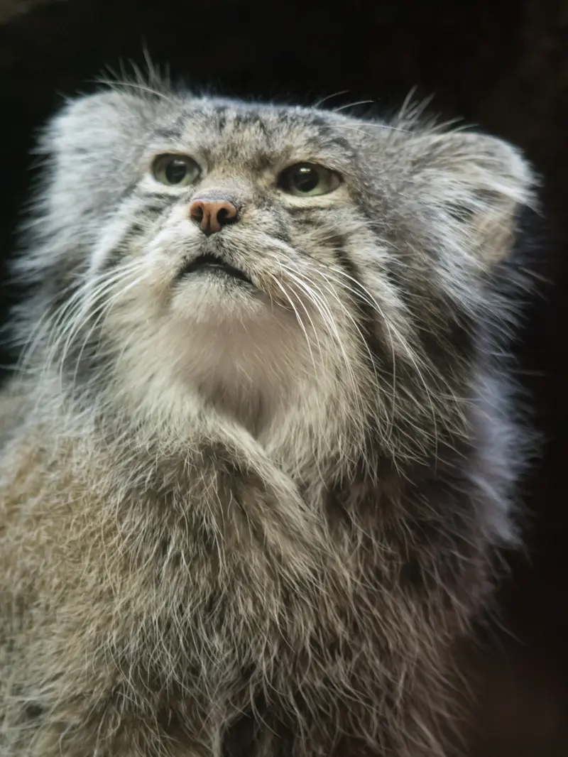 A photograph of Klyon in Ueno Zoological Gardens