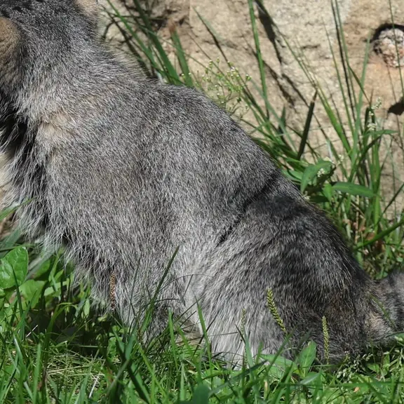A photograph of a Pallas's cat in Moscow zoo