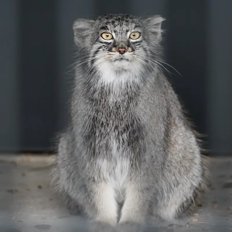 A photograph of Mei in Gokatsuraike Animal Park