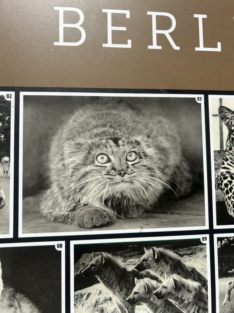 A photograph of a Pallas's cat in Tierpark Berlin