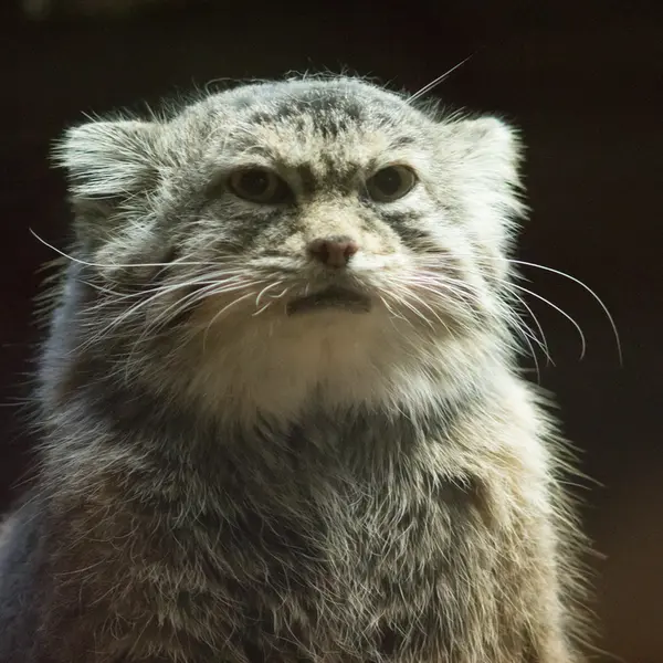 A photograph of Primula in Ueno Zoological Gardens