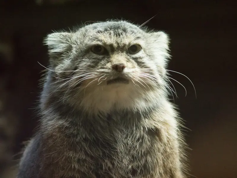 A photograph of Primula in Ueno Zoological Gardens