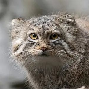 Rooster the Pallas's cat from Columbus Zoo and Aquarium