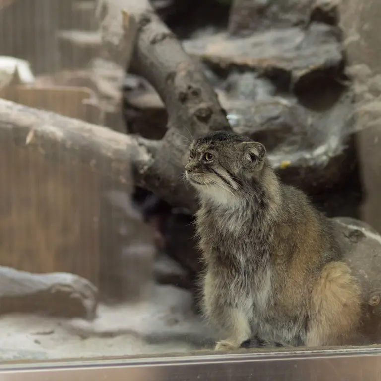 A photograph of Primula in Ueno Zoological Gardens
