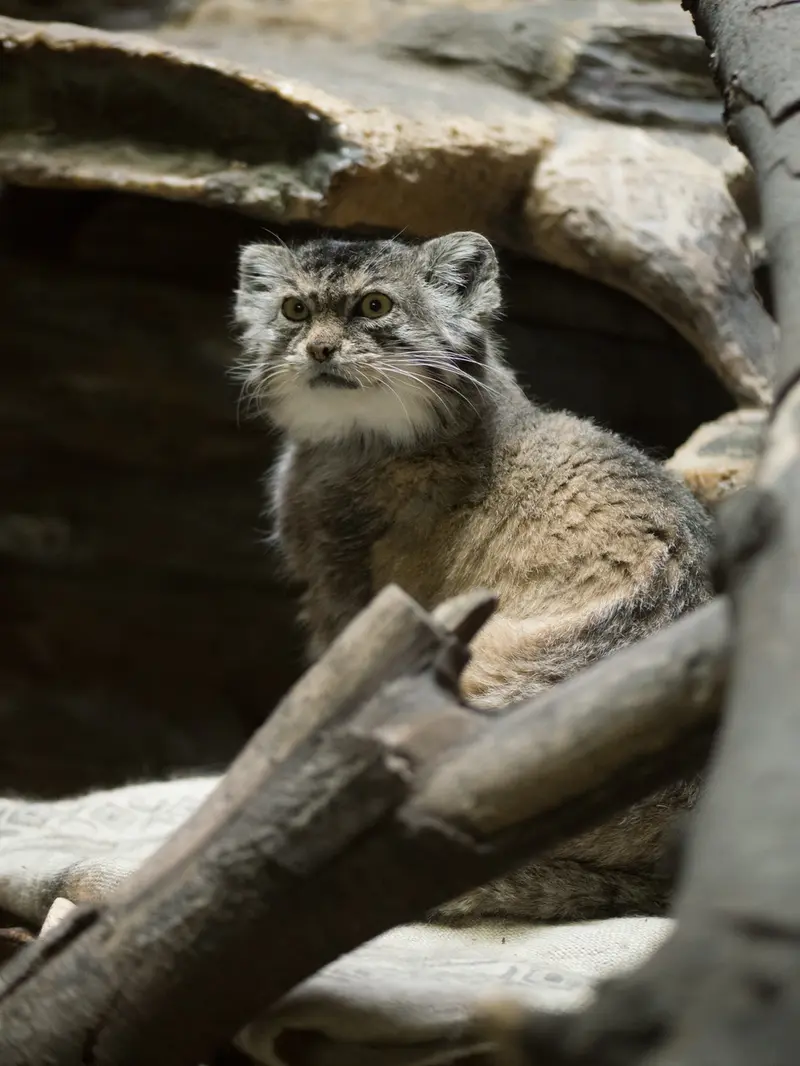A photograph of Primula in Ueno Zoological Gardens