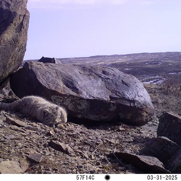 A photograph of Otocolobus manul manul from Koshkar camera trap