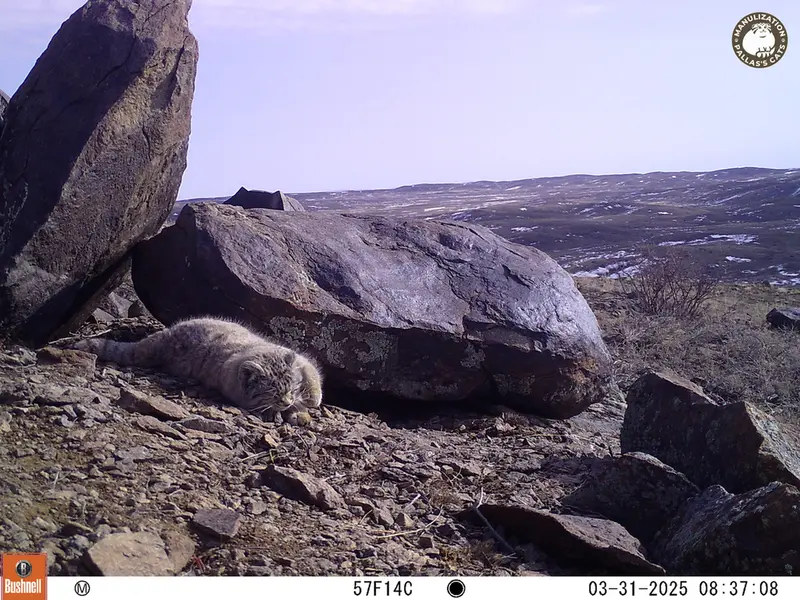 A photograph of Otocolobus manul manul from Koshkar camera trap