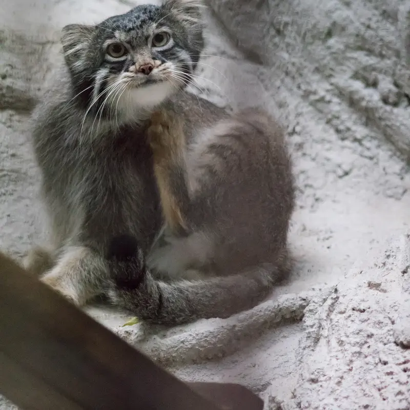 A photograph of Figa in Nogeyama Zoo
