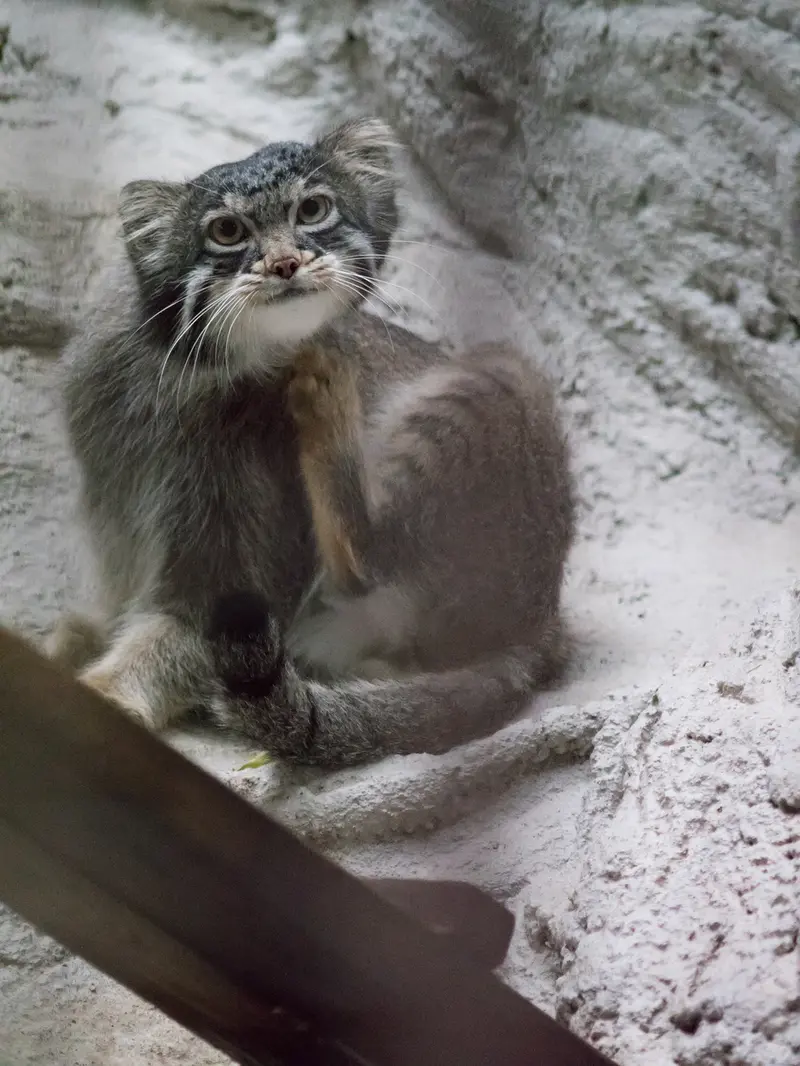 A photograph of Figa in Nogeyama Zoo