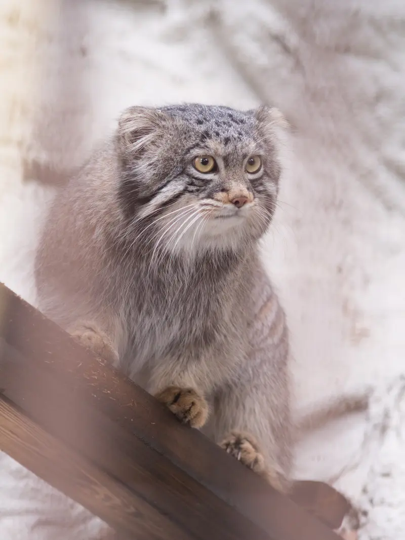 A photograph of Figa in Nogeyama Zoo