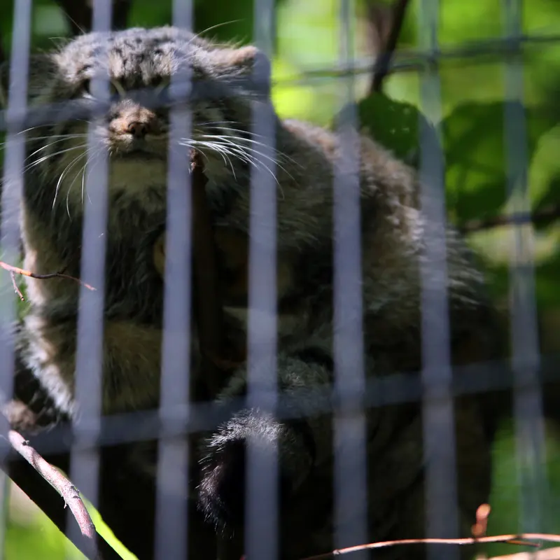 A photograph of Tsas in Kraków Zoo