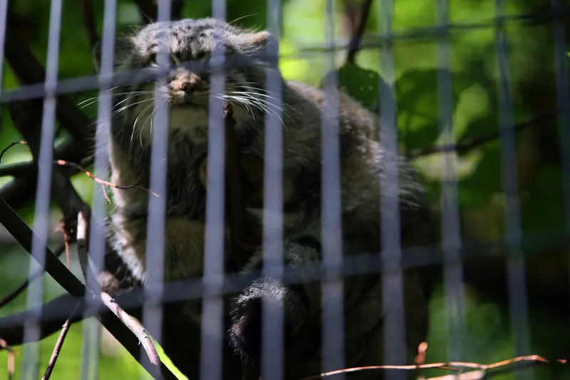 A photograph of Tsas in Kraków Zoo