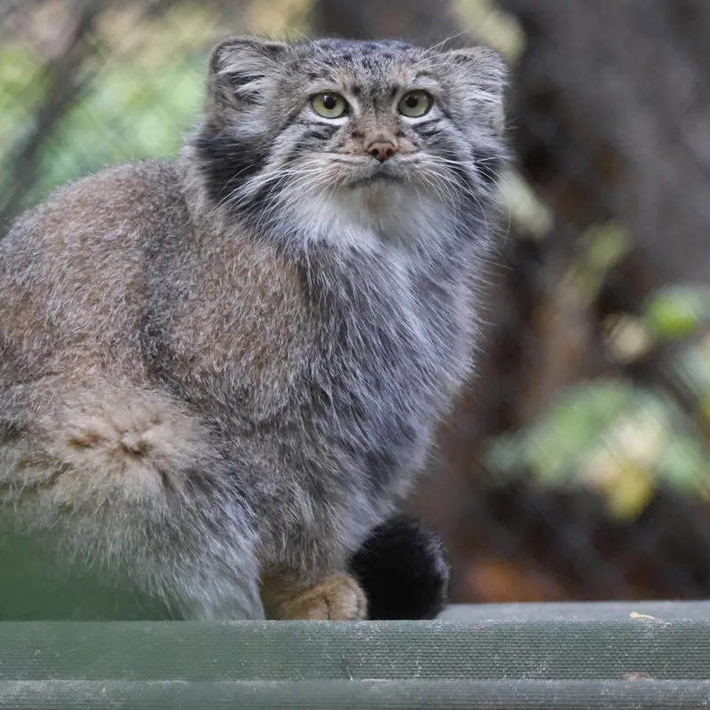 A photograph of Snezhana in Novosibirsk Zoo