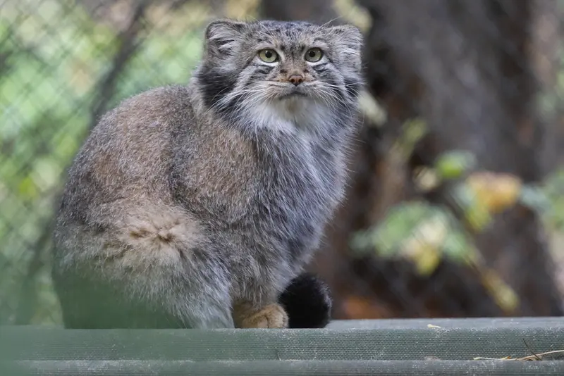A photograph of Snezhana in Novosibirsk Zoo