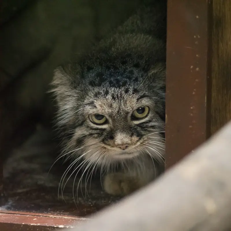 A photograph of Shafran in Ueno Zoological Gardens
