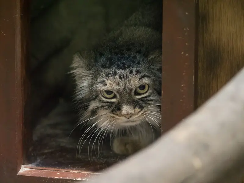 A photograph of Shafran in Ueno Zoological Gardens