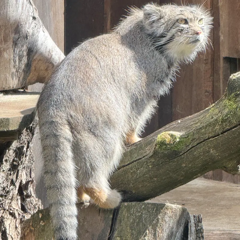 A photograph of Mars in Tallinn Zoo