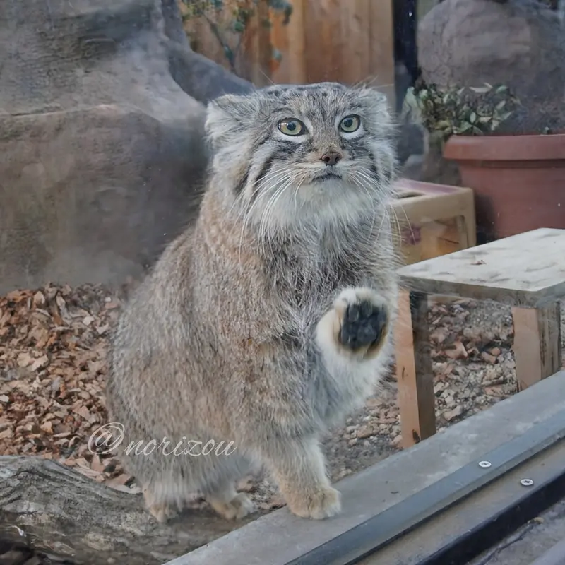 A photograph of Oliva in Saitama Children's Zoo