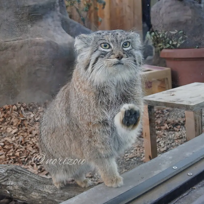 A photograph of Oliva in Saitama Children's Zoo
