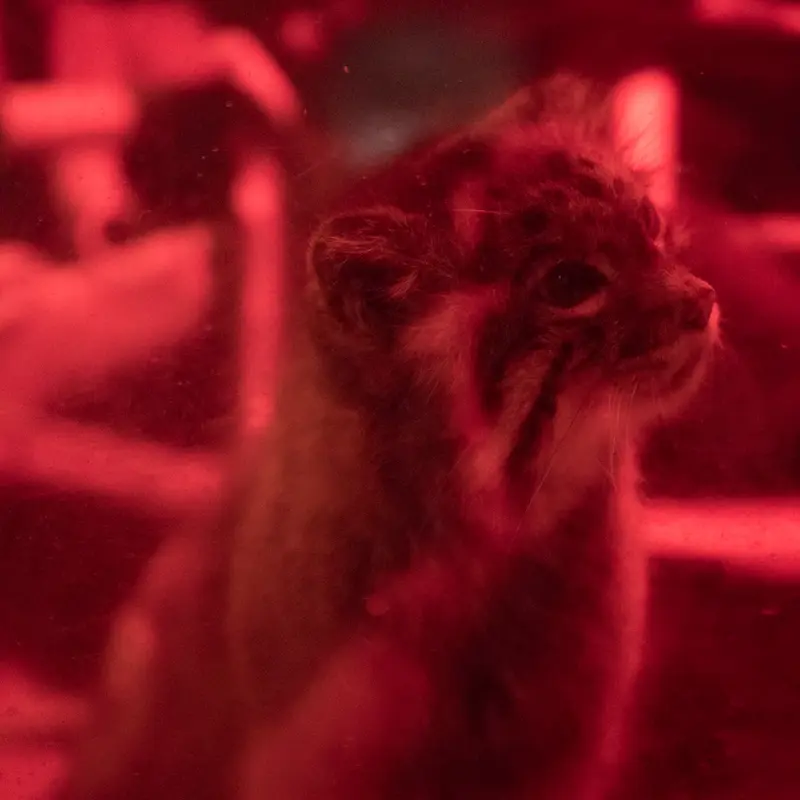 A photograph of Naim in Ueno Zoological Gardens