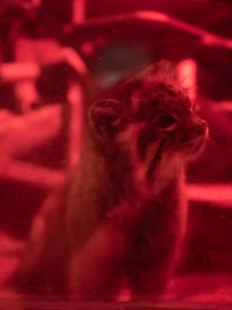 A photograph of Naim in Ueno Zoological Gardens