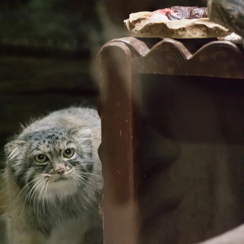 A photograph of Shafran in Ueno Zoological Gardens