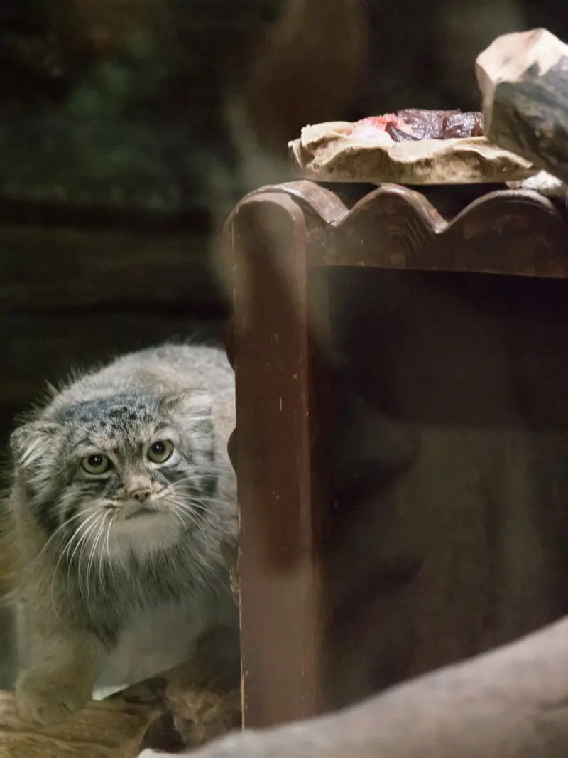 A photograph of Shafran in Ueno Zoological Gardens