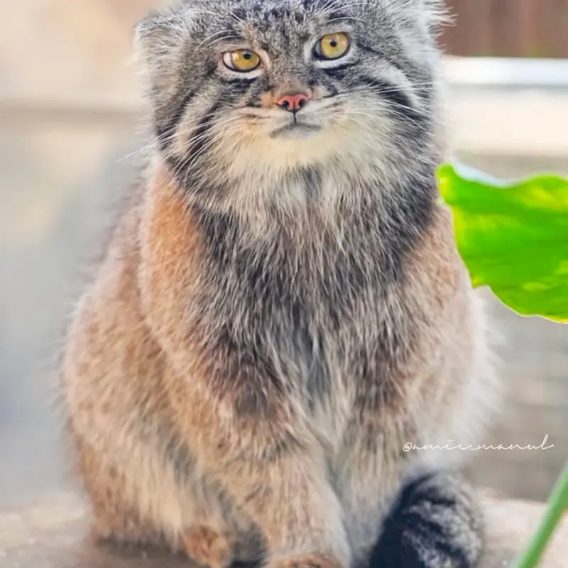 A photograph of a Pallas's cat