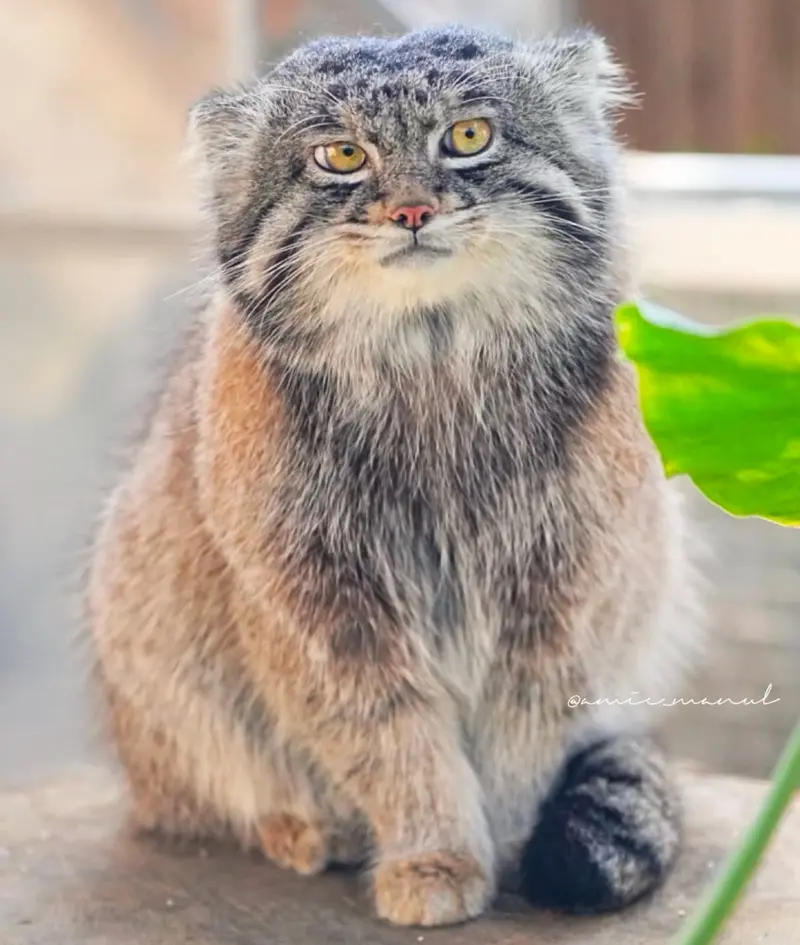 A photograph of a Pallas's cat