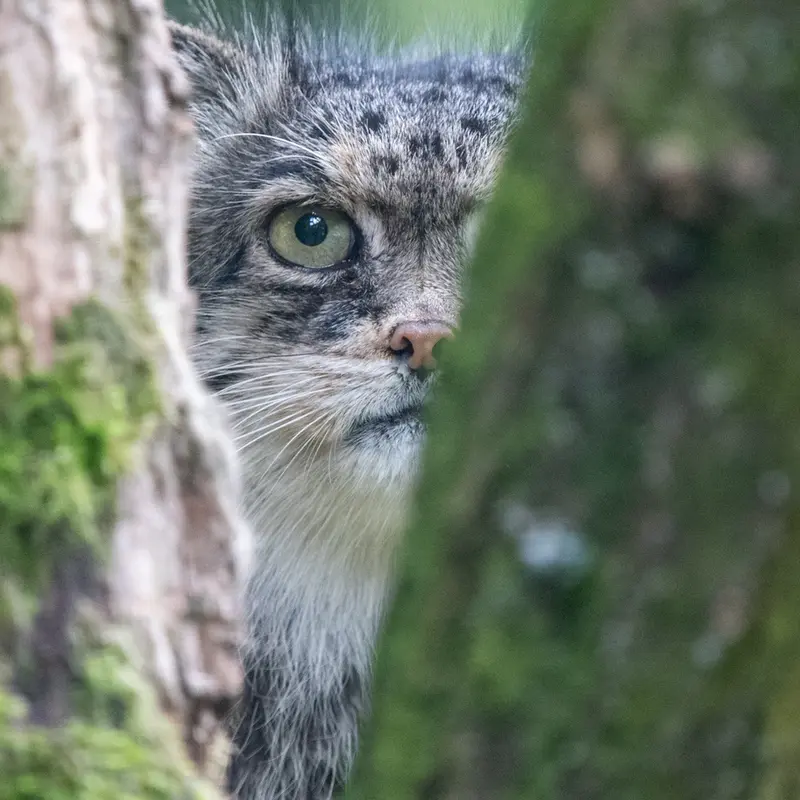 A photograph of Pazzo in Łódź Zoo