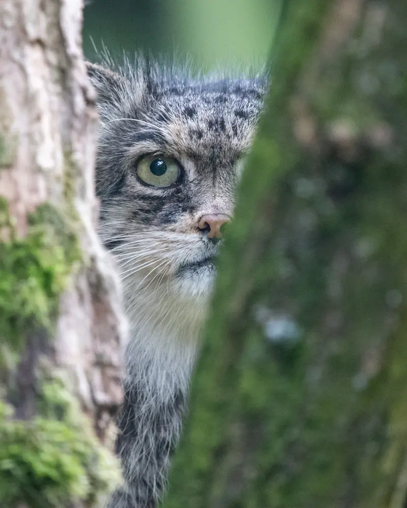 A photograph of Pazzo in Łódź Zoo