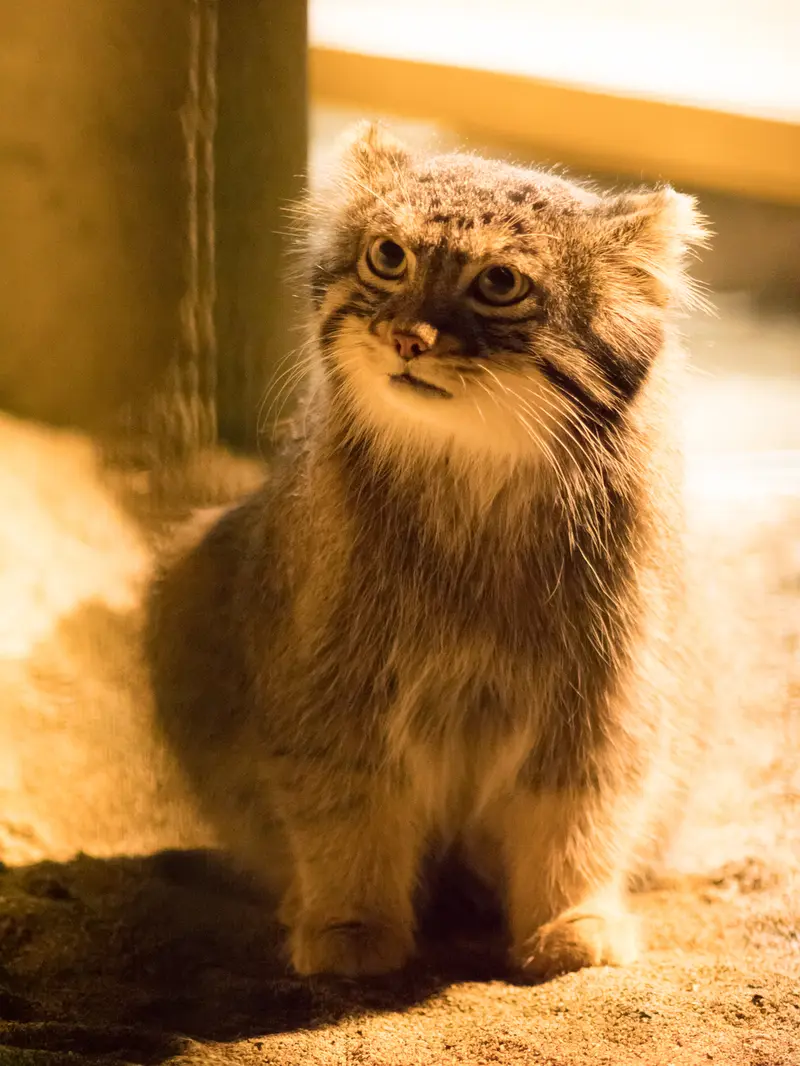 A photograph of Figa in Nogeyama Zoo