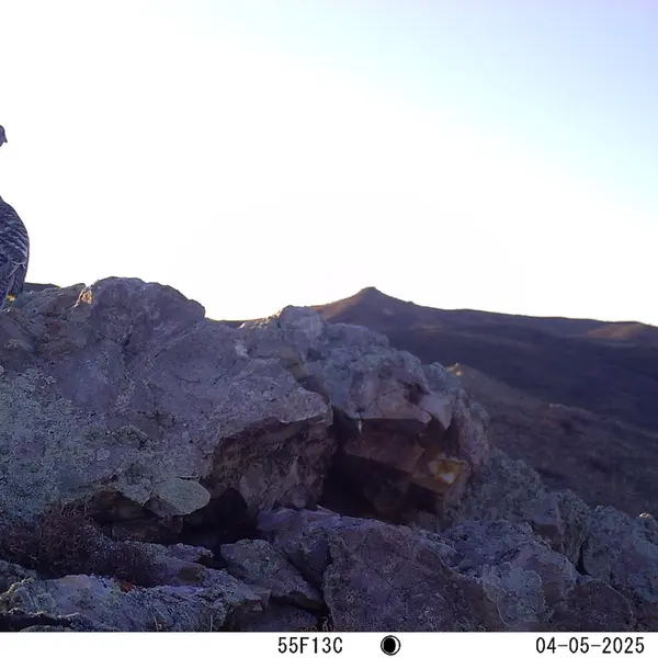 A photograph of a Pallas's cat from Besshoky 1 camera trap