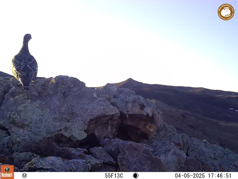 A photograph of a Pallas&#039;s cat from Besshoky 1 camera trap