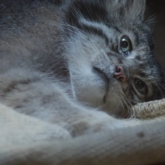 A photograph of a Pallas's cat in Ueno Zoological Gardens