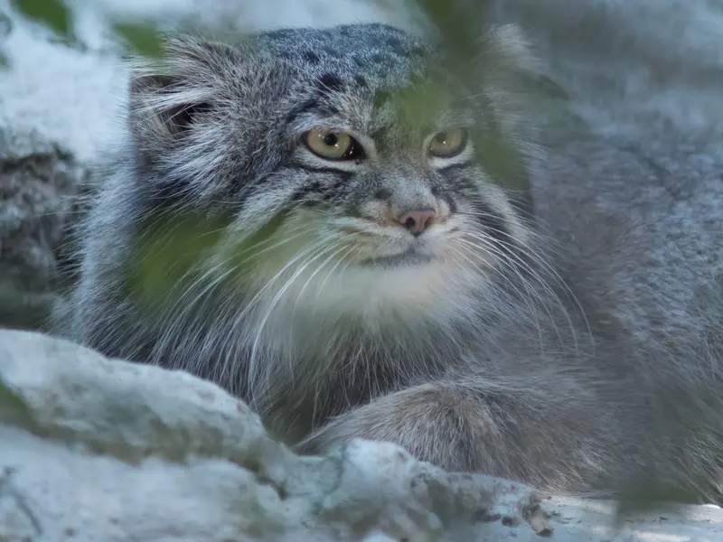 A photograph of Figa in Nogeyama Zoo