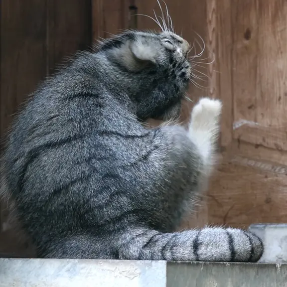 A photograph of a Pallas's cat in Moscow zoo