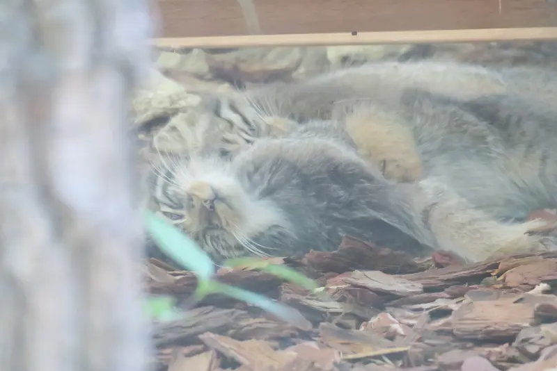A photograph of a Pallas's cat in Brno Zoo