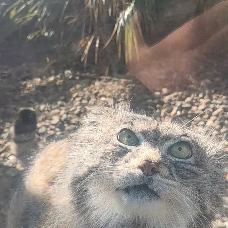 A photograph of a Pallas's cat in Edinburgh Zoo