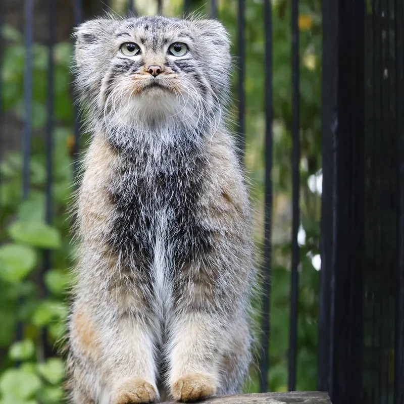 A photograph of Gabi in Novosibirsk Zoo