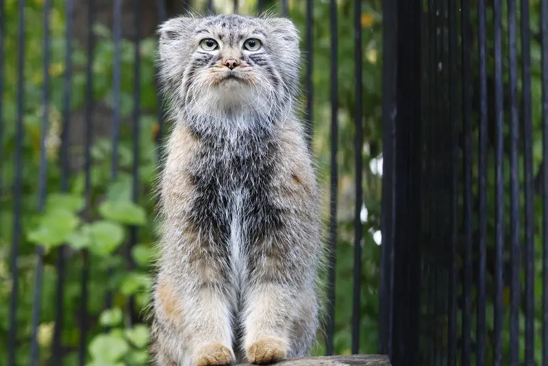 A photograph of Gabi in Novosibirsk Zoo