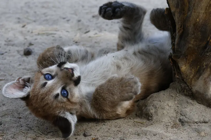 A photograph of a Pallas's cat