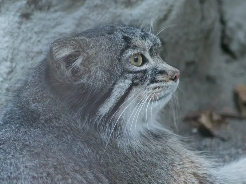 A photograph of Figa in Nogeyama Zoo