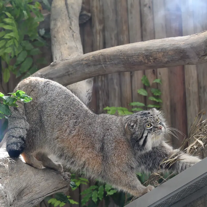 A photograph of Nar in Kobe Animal Kingdom