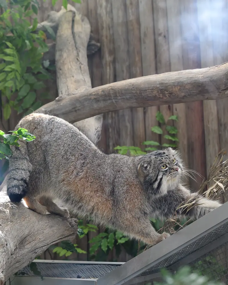 A photograph of Nar in Kobe Animal Kingdom