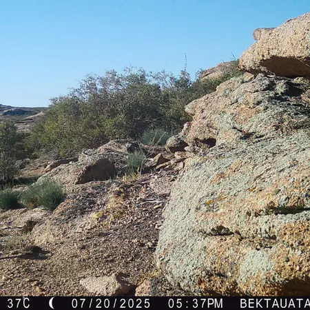A photograph of European hare from Bektauata 2 camera trap
