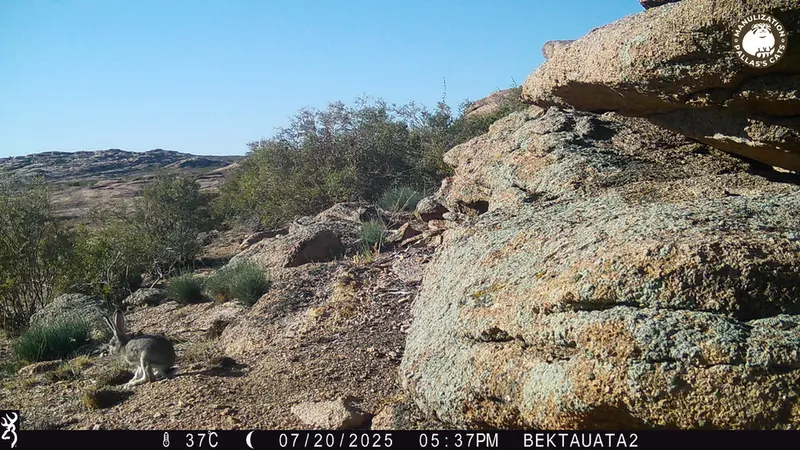 A photograph of European hare from Bektauata 2 camera trap