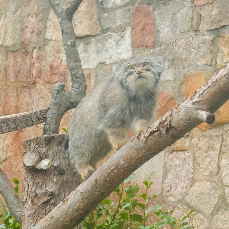 A photograph of Duchess in Edinburgh Zoo